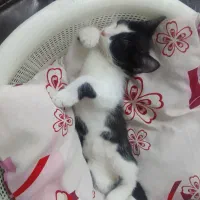 واگذاری بچه گربه نر بازیگوش