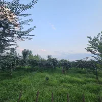 فروش-باغ-کیوی-به-متراز-1800متر-دارای-150-نهال