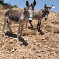 الاغ