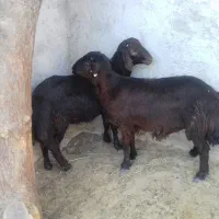 بره نر همو