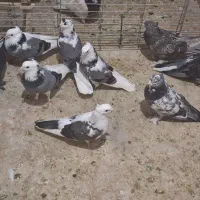 کفتر کبوتر زاغ سبز تیکه پاره کاکل پاچکمه