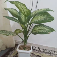 گل دیفن|گل و گیاه طبیعی|اسلام‌‌آباد غرب, |دیوار
