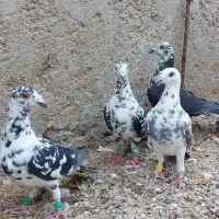 کفتر|پرنده|فسا, |دیوار