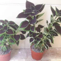 گل برگ زیبا شاداب و سر حال