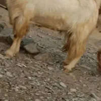 گوسفند پاچن معاوضه
