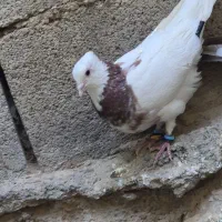 کبوتر طوقی و زاغ