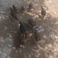 جوجه/ جوجه مرغ