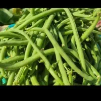 لوبیا‌سبز‌‌