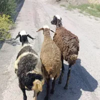 3 راس گوسفند 50 کیلویی