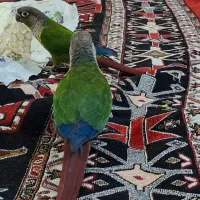 پرنده گیرینجیک