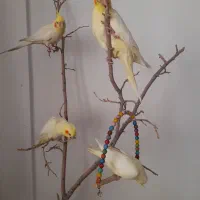 جوجه عروس هلندی
