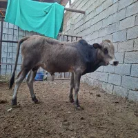 4عددگوساله..نر