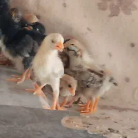 جوجه مرغ عربی