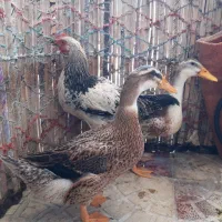 فروش دو عدد اردک و یک جوجه