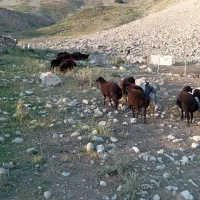 بره نر لاری چوبه دار قیمت مناسب
