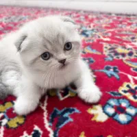 گربه|گربه|لنگرود, |دیوار