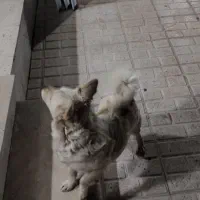سگ تربیت شده فروشی