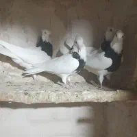 کبوتر