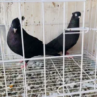 پرنده کبوتر