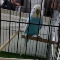 یک جفت مرغ عشق انگلیسی