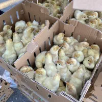 بوقلمون بیوتی۶ پرورشی سنگین