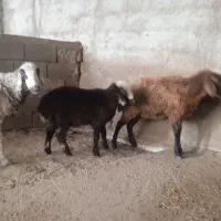 2تا گوسفند،با 1بره ماده عالی..