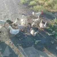 اردک۴۰عدد رسمی واقعی درجای طعبیعت
