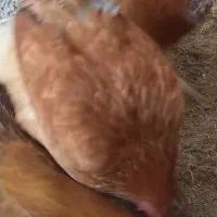 فروش  ۱۰عددمرغ تخمگذار و یک خروس و اردک اسرائیلی