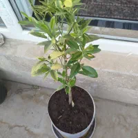 درخت لیمو ترش.عناب.گوجی بری.زغال اخته.رزماری