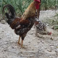 خروس چهل تاج قدبلند