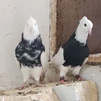کبوتر طوقی