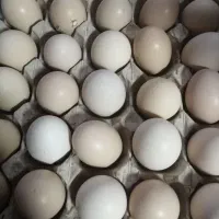 تخم مرغ لاری اصل نتفه دار