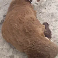 گوسفند تراشی