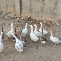 قوقاز جوان