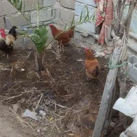 سلام دوعدد مرغ یک خروس برای فروش دارم
