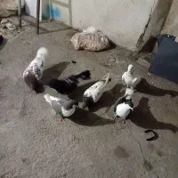 کفتر کبوتر