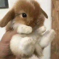 انواع خرگوشهای نژاددار مینیاتوری لوپ و...