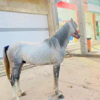 فروش اسب عرب مصر