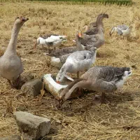 فروش غاز و قو غاز