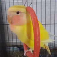 طوطی کوتوله