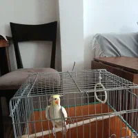 فروش عروس هلندی