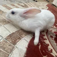خرگوش