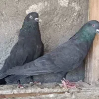 جفت زاغ پرشی همه چی تموم