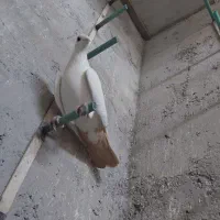 کبوتر همه مدل