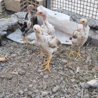 جوجه لاری