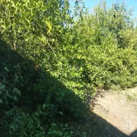 زمین-کشاورزی-در-ویس