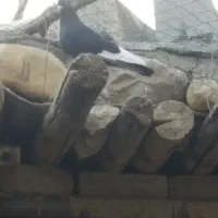 کفتر