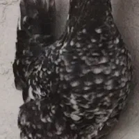 تخم مرغ نطفه دار گلین