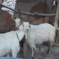 بز وبزغاله