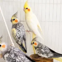 عروس هلندی
